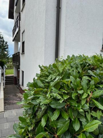 Stadtteil-Apartment Fulda Exterior foto